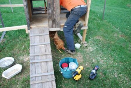 Two Chickens Become Four Chickens! Image
